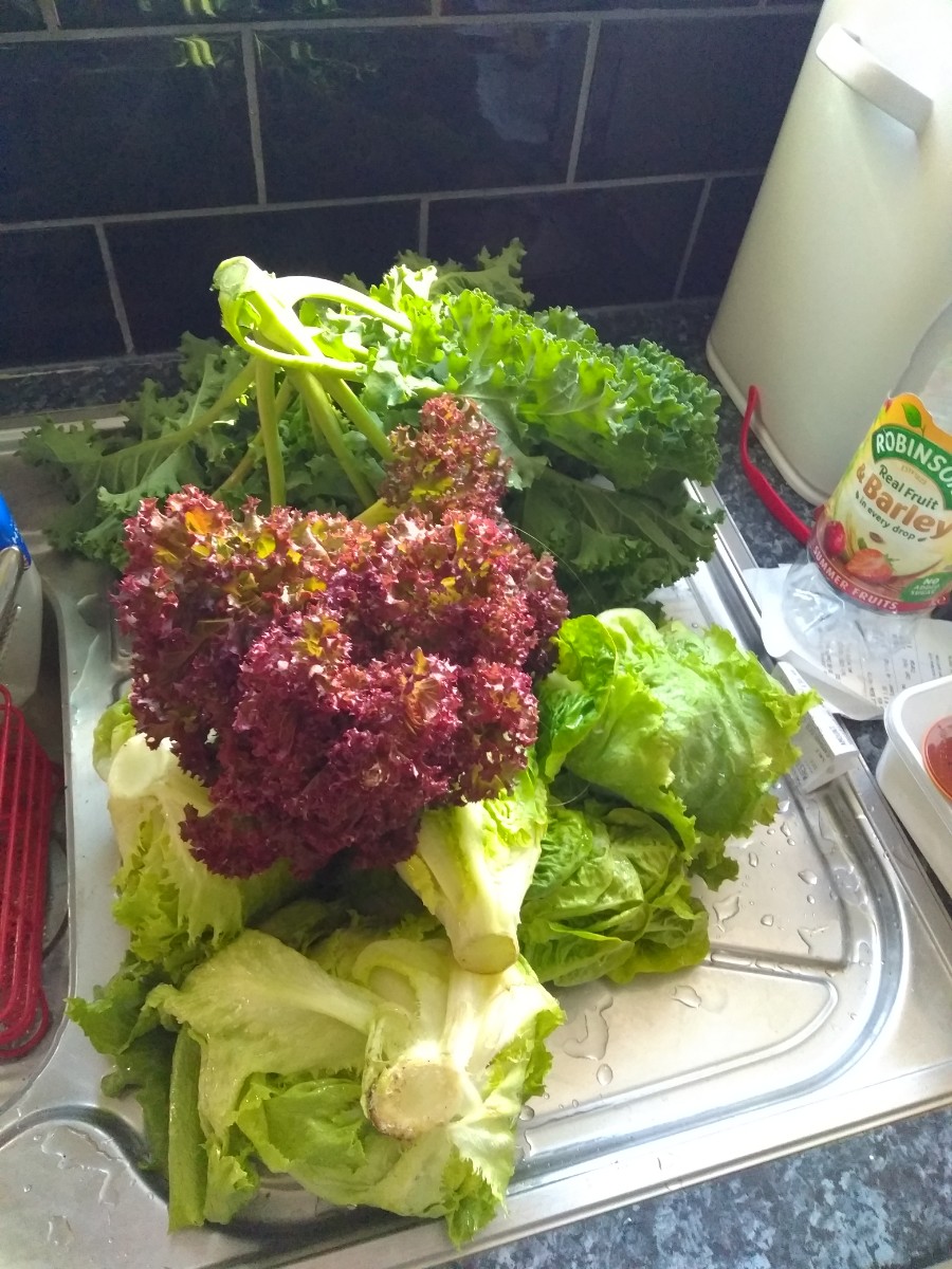 salad